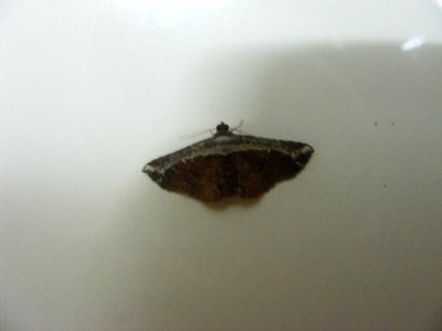 Zurobata vacillans, Noctuidae, Eustrotiinae