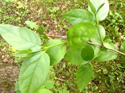 Calycanthus floridus. Leaves photo