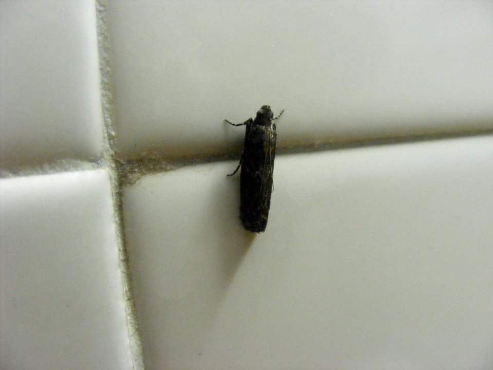 knot-horn moth Pyralidae, Phycitinae