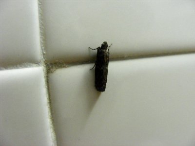 knot-horn moth Pyralidae, Phycitinae