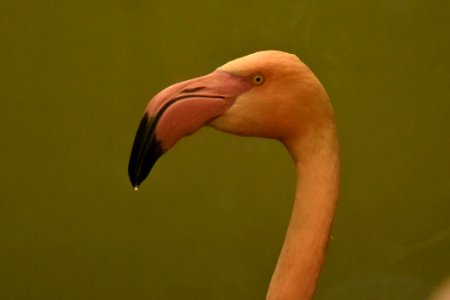 Flamingo photo