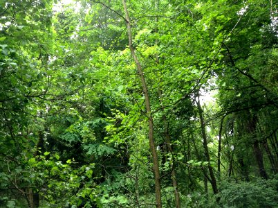 Ginkgo biloba