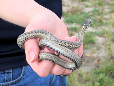 Alberta canada reptile
