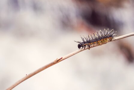 Macro wildlife hairy