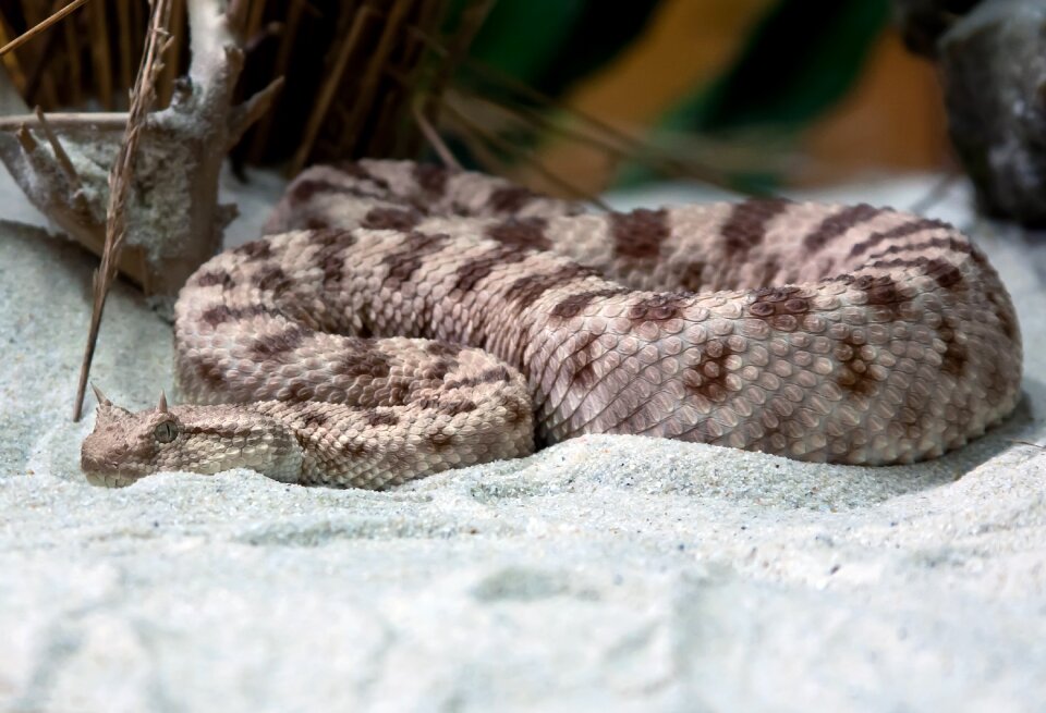 Reptile animal nature