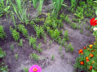 Punica granatum seedlings