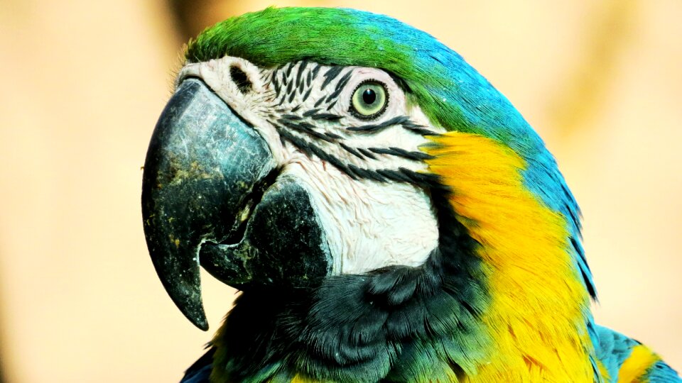 Peak animal animals