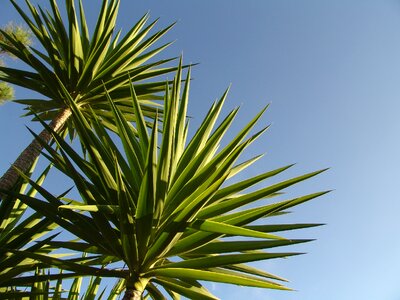 Sky blue green