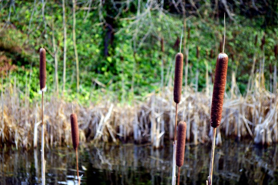 Sausages on a stick.
