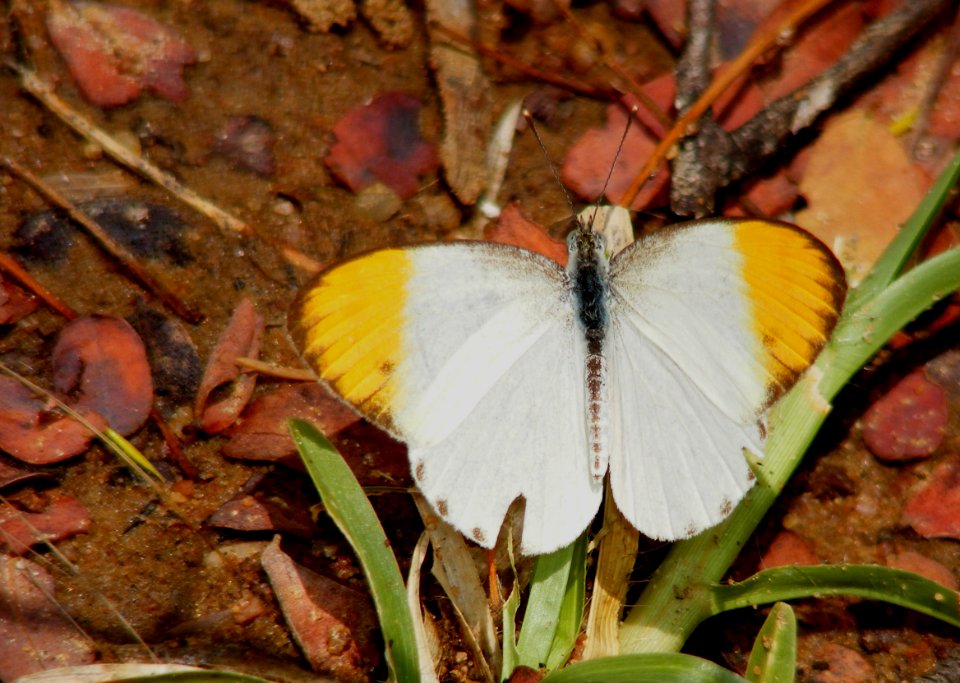 Plain Orange Tip Colotis eucharis (male)
