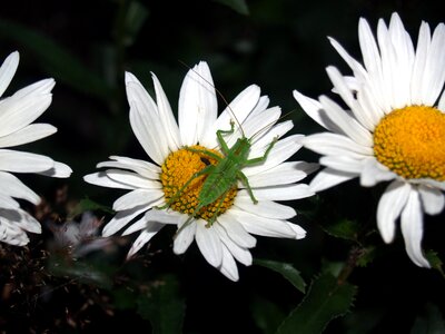 Nature daisy flower