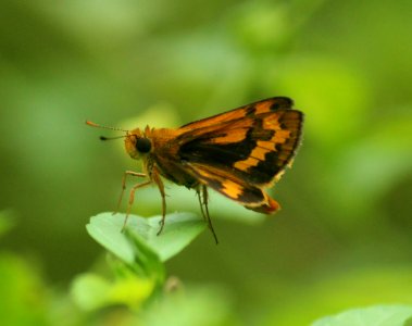 Potanthus spp. – Dart spp