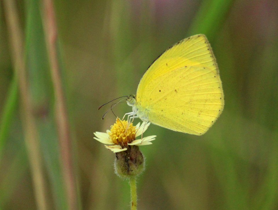 Eurema laeta Boisduval, 1836 – Spotless Grass Yellow