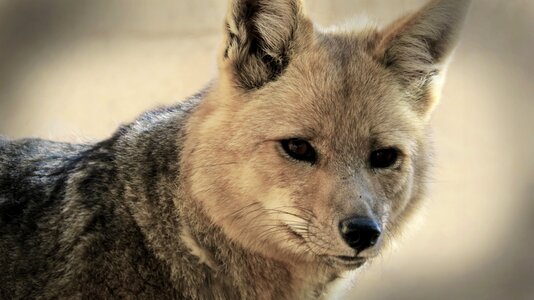 Animals nature mammal