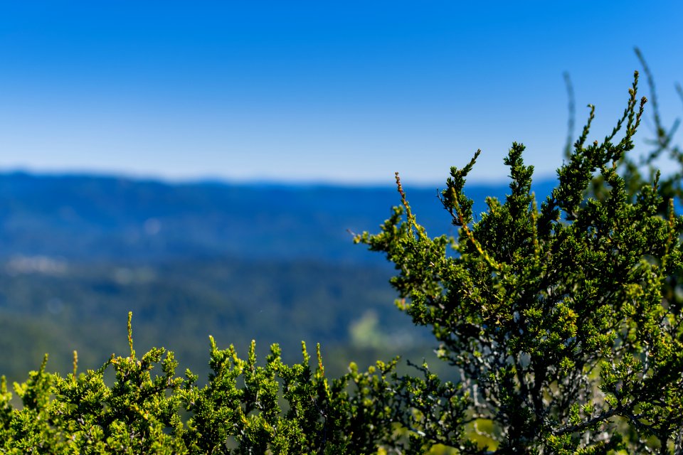 Big Basin Redwoods