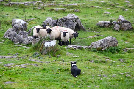 Livestock farm rural photo