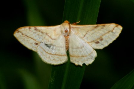 Eupterote sp.