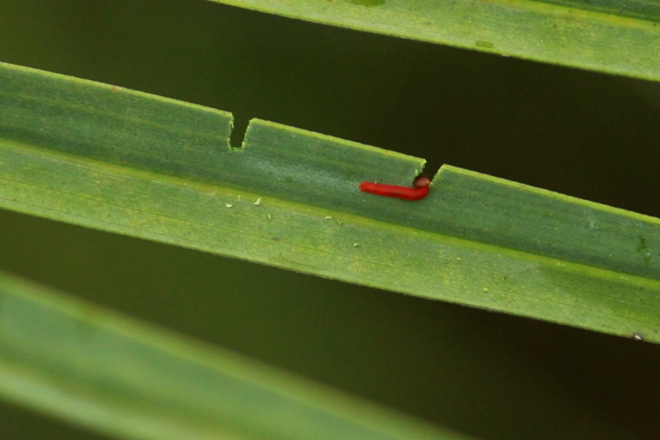 Suastus gremius (Fabricius, 1798) – Oriental Palm Bob