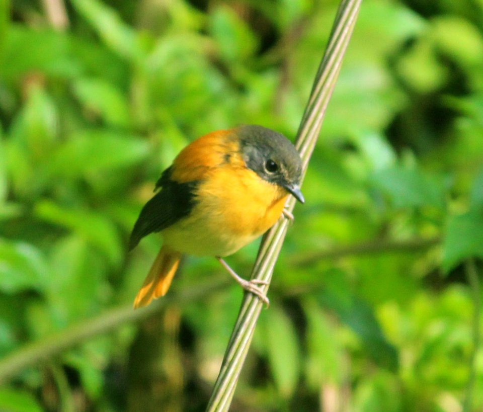 black-and-orange flycatcher or black-and-rufous flycatcher (Ficedula nigrorufa)