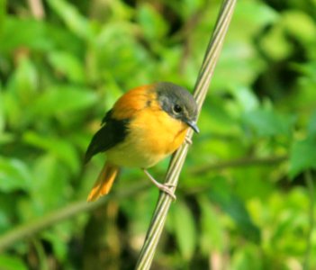 black-and-orange flycatcher or black-and-rufous flycatcher (Ficedula nigrorufa)