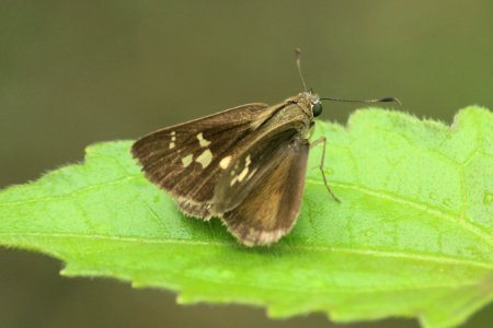 Suastus gremius (Fabricius, 1798) – Oriental Palm Bob