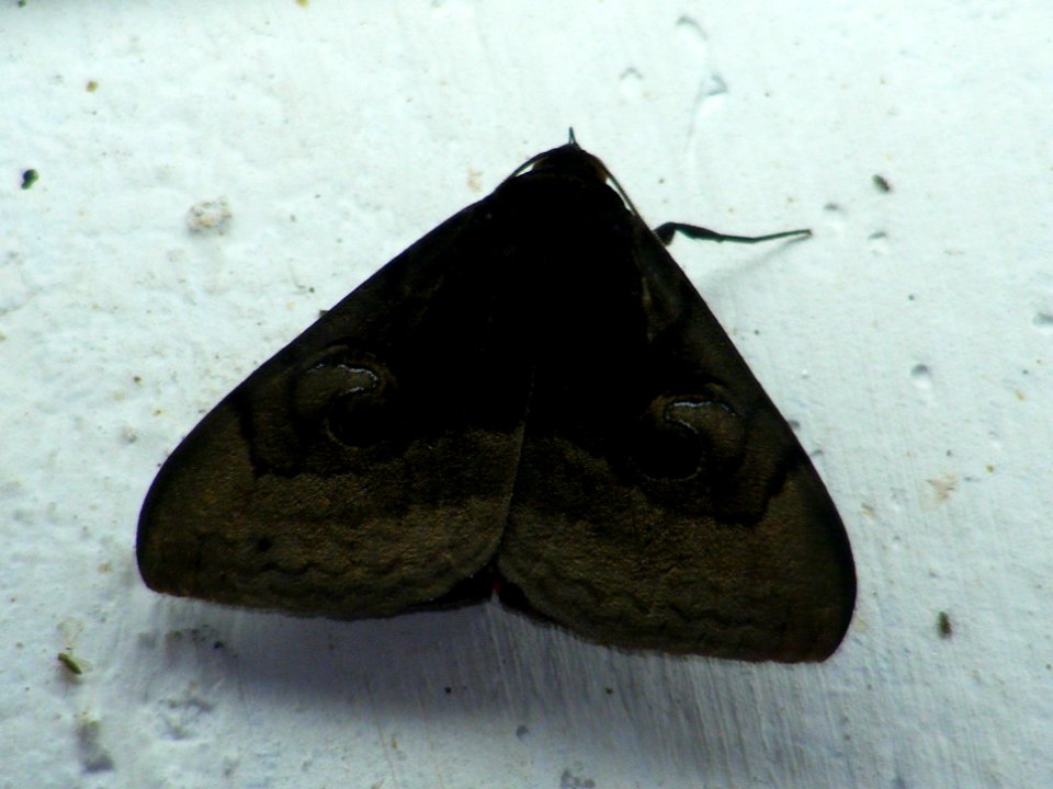 Owlet Moth-Spirama Retorta, Noctuidae