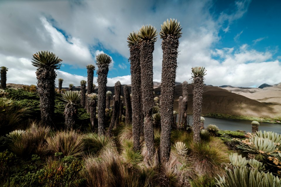 Parque Nacional Natural de los nevados - Laguna del Otun
