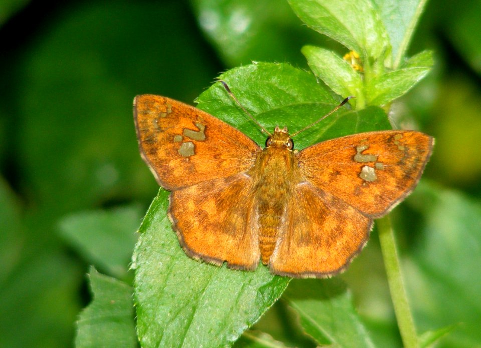 Fulvous Pied Flat Coladenia dan