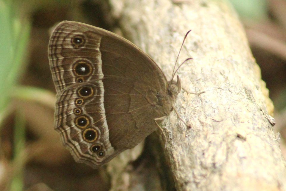 Mycalesis mineus Linnaeus, 1758 – Dark-branded Bushbrown