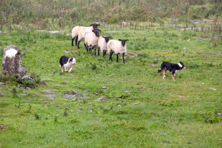 Rural behavior canine