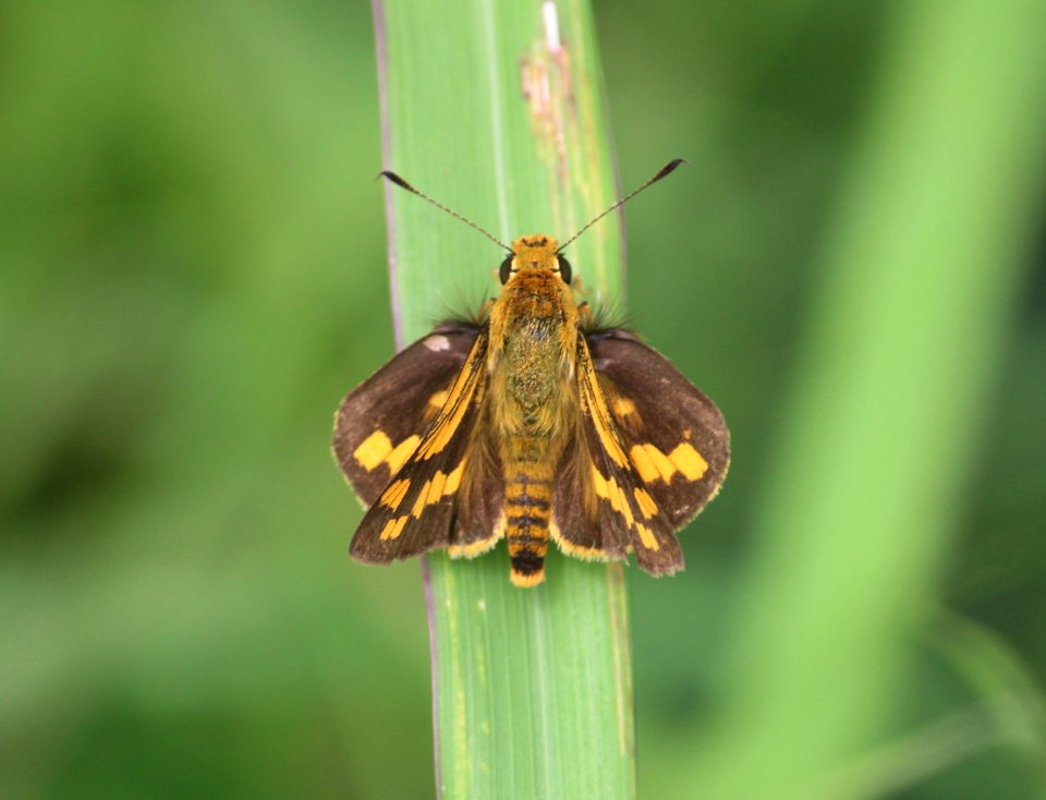 Potanthus sp. (Dart)