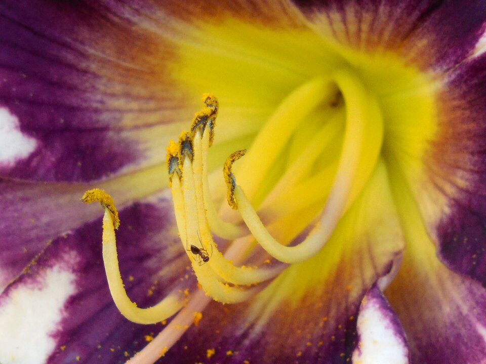 Lily nature flower