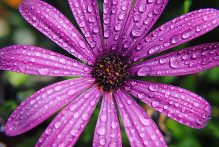 Summer drops water purple photo