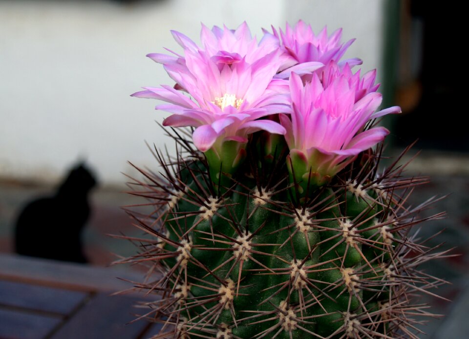 Flowering flora nature