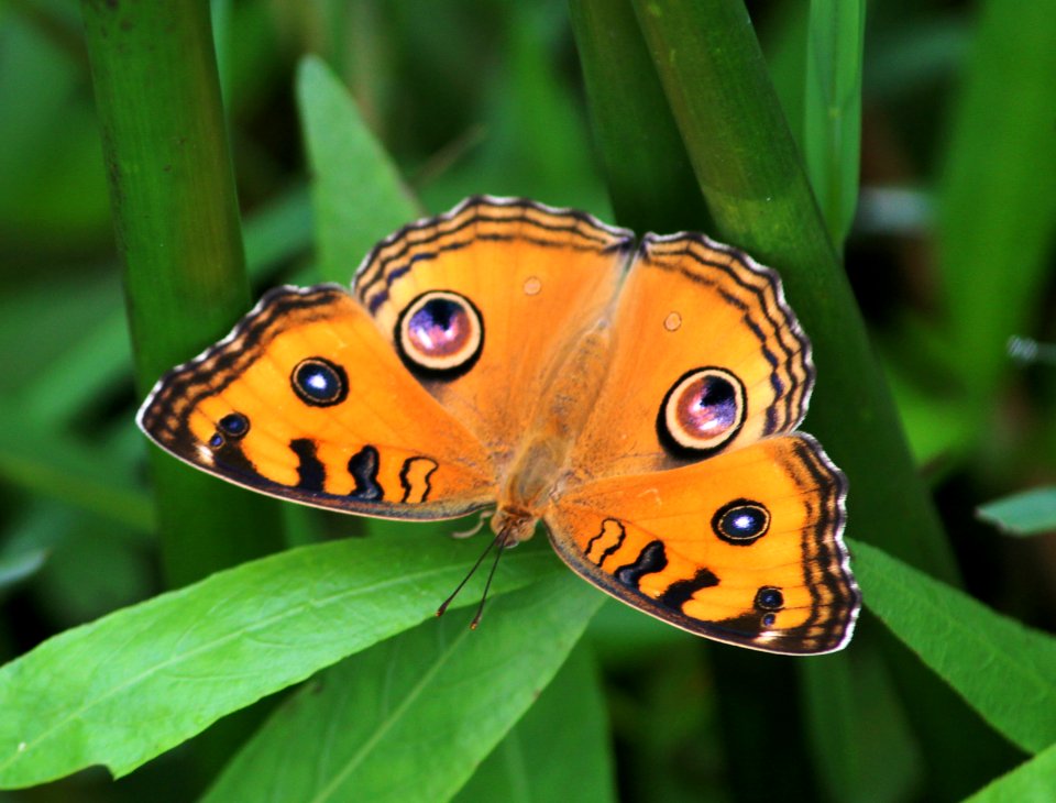 Junonia almana Linnaeus, 1758 – Peacock Pansy