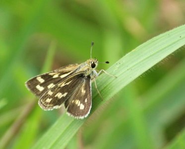 Taractrocera maevius (Fabricius, 1793) – Grey-veined Grass Dart