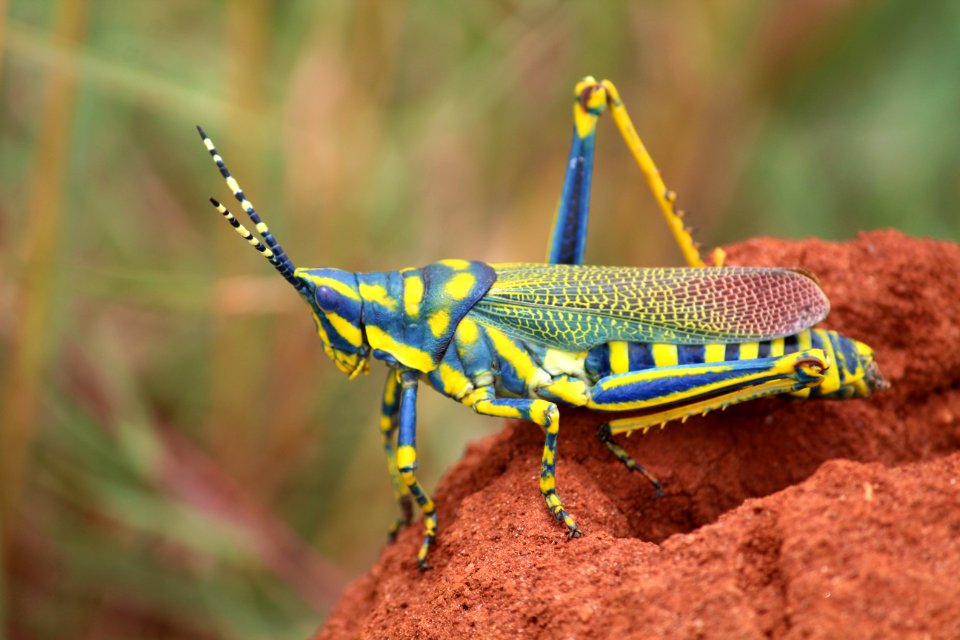 Painted Grasshopper (Poekilocerus pictus)