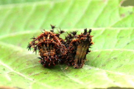 Moduza procris Cramer, 1777 – Commander (Caterpillar)