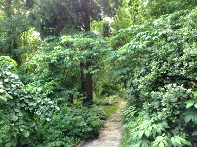 Aesculus parviflora