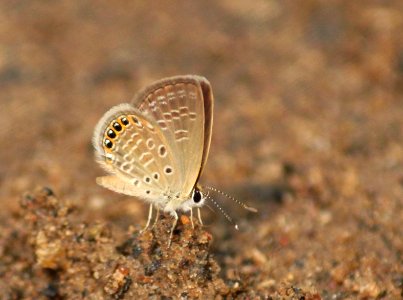 Freyeria putli (Kollar, [1844]) – Black-spotted Grass Jewel