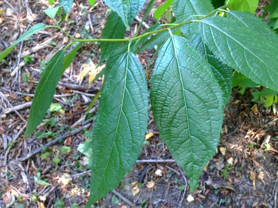 Eucommia ulmoides. Leaves