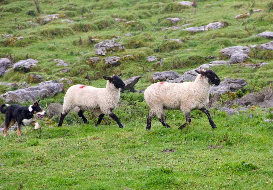 Sheep-dog dog behavior