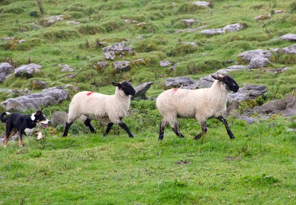 Sheep-dog dog behavior photo