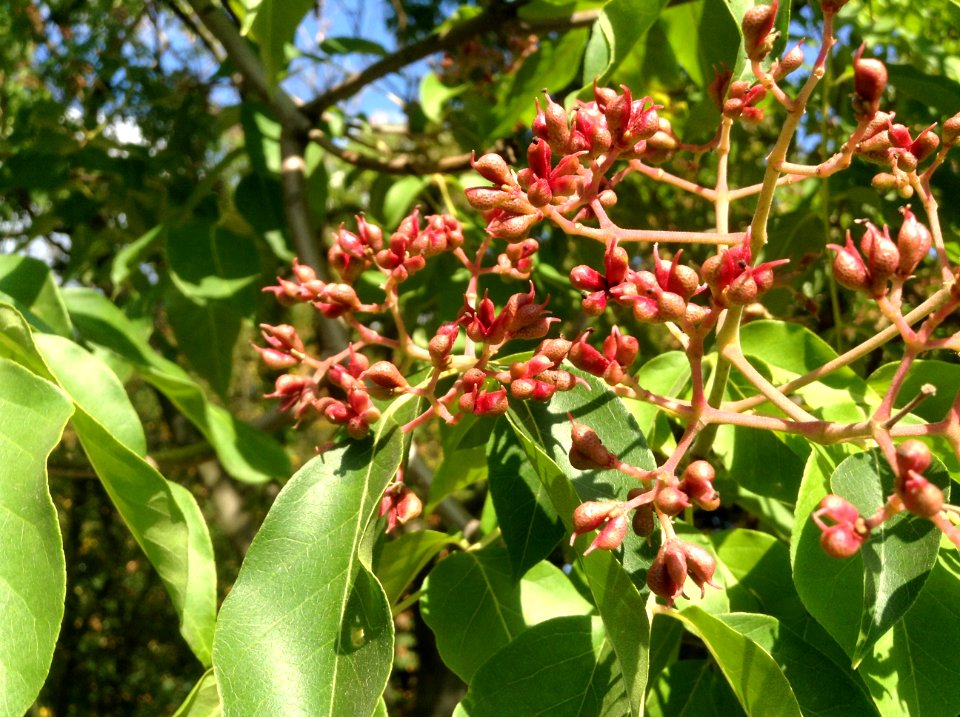 Tetradium daniellii. Unripe fruits