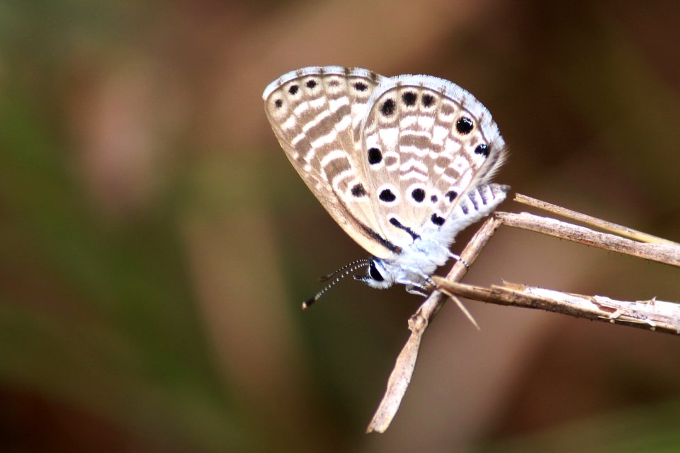 Azanus jesous Guérin-Méneville, 1847 – African Babul Blue