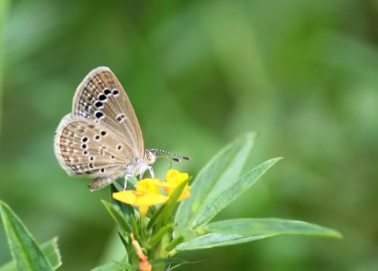 Zizina otis Fabricius, 1787 – Lesser Grass Blue