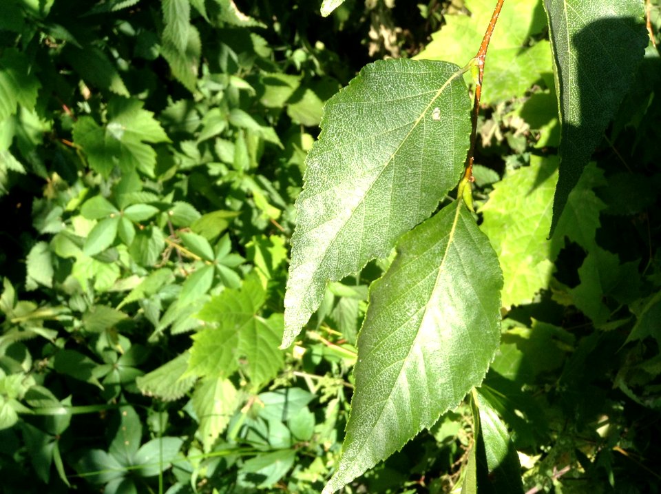 Betula schmidtii. Leaves