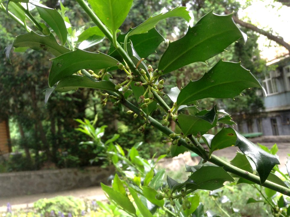 Ilex aquifolium. Unripe fruits