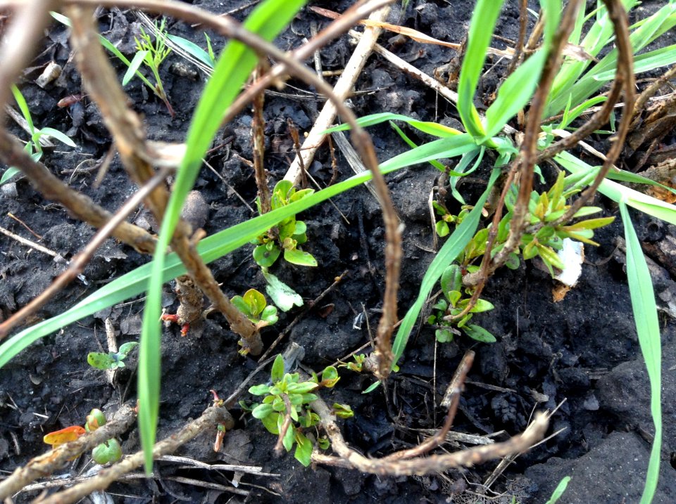 Punica granatum seedlings