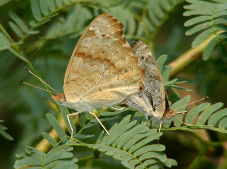Blue Pansy Junonia orithya